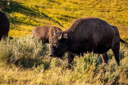 Wild Bison at Yellowstone National Parkの写真素材