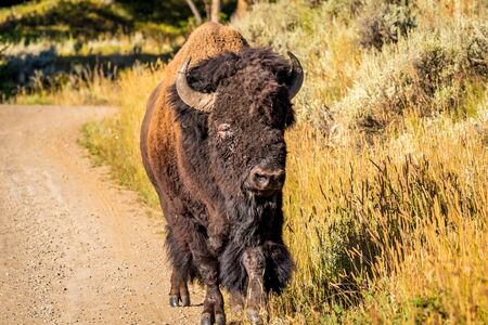 Wild Bison at Yellowstone National Parkの写真素材