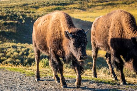 Wild Bison at Yellowstone National Parkの写真素材