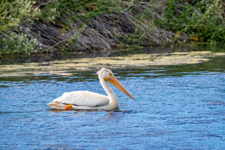 An American White Pelican swimming in waterの写真素材