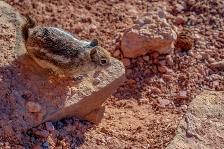 Golden-mantled Ground Squirrel in Bryce Canyon National Park, Utahの写真素材