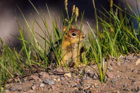 Golden Mantled ground squirrel at Crater Lake National Park