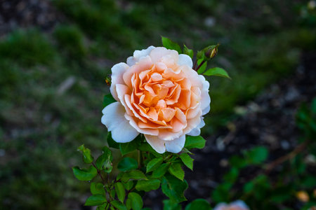 Fragrant Rose in Full Blossom. Washington Park Rose Garden, Portland, Oregonの写真素材