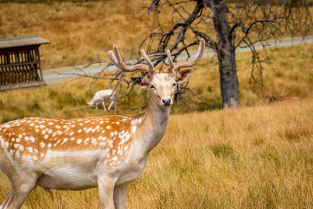 Chital deer walks in the open, in wildlife safari, Oregonの写真素材