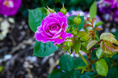 Fragrant Rose in Full Blossom. Washington Park Rose Garden, Portland, Oregonの写真素材