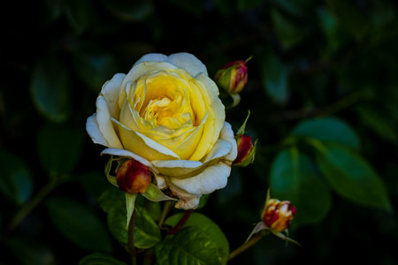 Fragrant Rose in Full Blossom. Washington Park Rose Garden, Portland, Oregonの写真素材