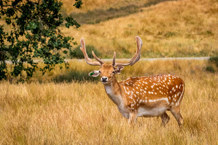 Chital deer walks in the open, in wildlife safari, Oregonの写真素材