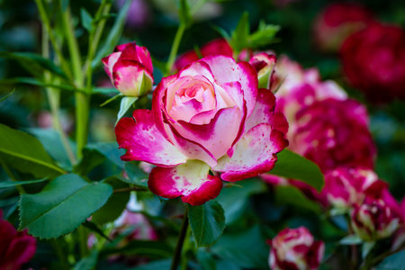 Fragrant Rose in Full Blossom. Washington Park Rose Garden, Portland, Oregonの写真素材