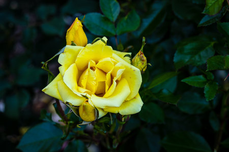 Fragrant Rose in Full Blossom. Washington Park Rose Garden, Portland, Oregonの写真素材