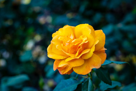 Fragrant Rose in Full Blossom. Washington Park Rose Garden, Portland, Oregonの写真素材