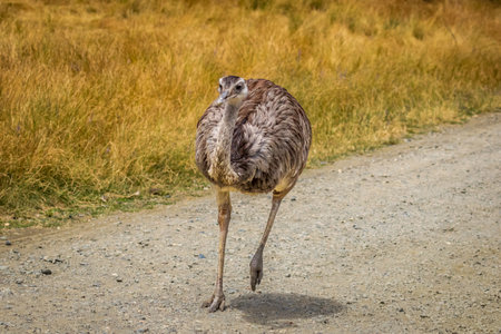 Emu walks in the open, in wildlife safari, Oregonの写真素材