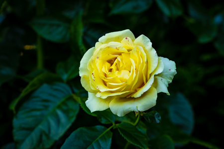 Fragrant Rose in Full Blossom. Washington Park Rose Garden, Portland, Oregonの写真素材