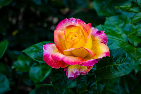 Fragrant Rose in Full Blossom. Washington Park Rose Garden, Portland, Oregonの写真素材