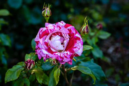 Fragrant Rose in Full Blossom. Washington Park Rose Garden, Portland, Oregonの写真素材