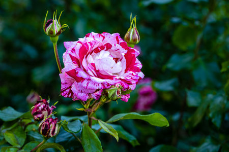 Fragrant Rose in Full Blossom. Washington Park Rose Garden, Portland, Oregonの写真素材