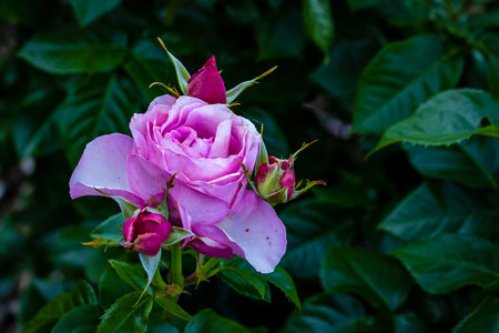 Fragrant Rose in Full Blossom. Washington Park Rose Garden, Portland, Oregonの写真素材