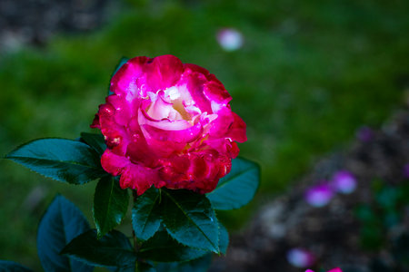 Fragrant Rose in Full Blossom. Washington Park Rose Garden, Portland, Oregonの写真素材