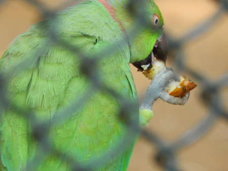 green parrot in zoo behind the net in captivity eating fruit by catching its legの写真素材