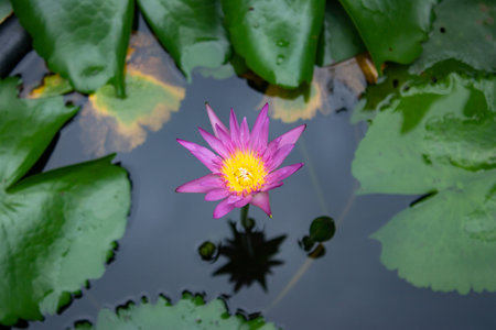 Pink color water lily in bloomed in pondの写真素材