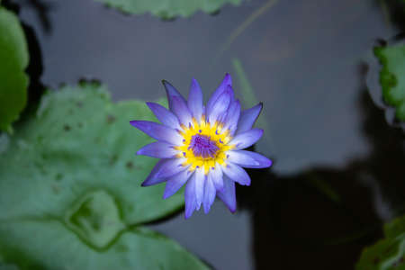 Violet color water lily in bloomed in pondの写真素材