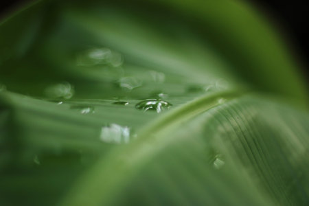water drops on green banana leaf - a blurry artistic picture