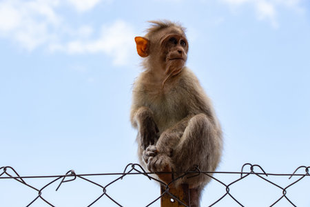 a Bonnet macaque, a species of macaque found in Southern India sitting on wire fence blue sky...