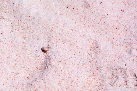 Pink Sand and a Hermit Crab in Komodo National Park, Indonesiaの写真素材