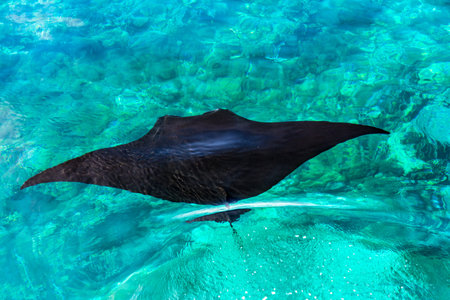Aerial View of A Black Stingray Swimming in A Clear Blue Sea at Manta Point, Komodo National Park,...