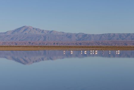 flamingos are reflected in the calm water of the alpine Chaxa lagoon at Salar de Atacama, Chileの写真素材