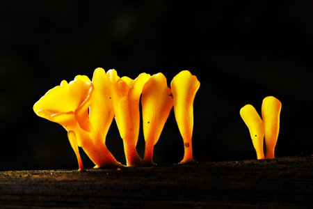 Mushroomの写真素材