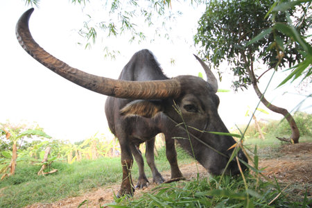 Thai buffalo eating grass in a field
