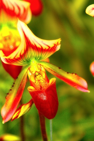 Lady slipper orchid   Paphiopedilum  の写真素材