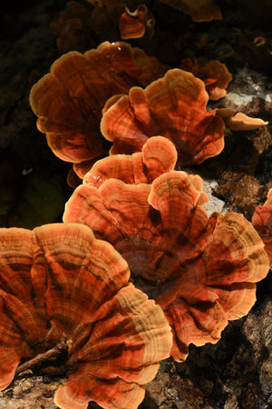 Mushrooms in the forest 
