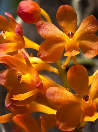 Ascocentrum Orange Orchid   Ascocentrum miniatum  の写真素材