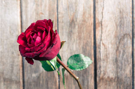 texture valentine dayの写真素材