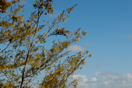 cloud on backgroundの写真素材