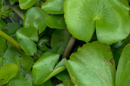 lotus on the backgroundの写真素材