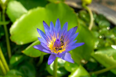 lotus on the backgroundの写真素材