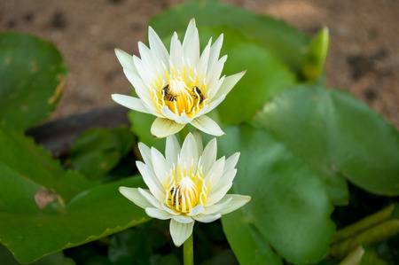 lotus on the backgroundの写真素材