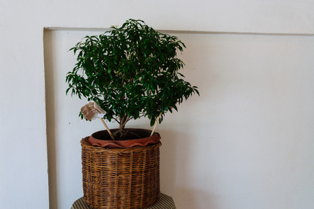flower in the hipster noies toneの写真素材