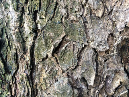 Tree in the backgroundの素材