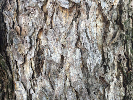 Tree in the backgroundの素材