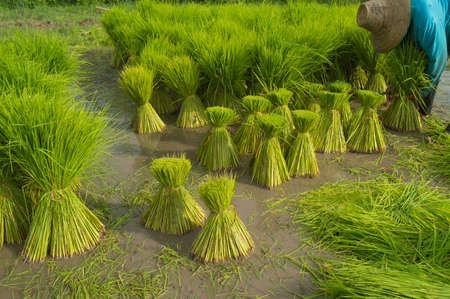 rice plant is food in season rainの写真素材