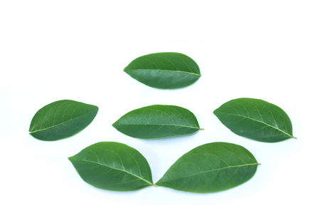 leaves with drops isolated on a white backgroundの写真素材