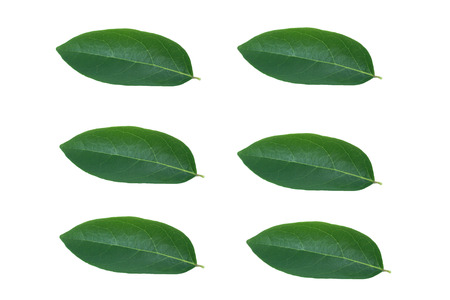 leaves with drops isolated on a white backgroundの写真素材