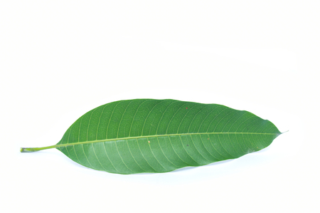 mango leaves with drops isolated on a white backgroundの写真素材