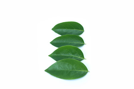 leaves with drops isolated on a white background