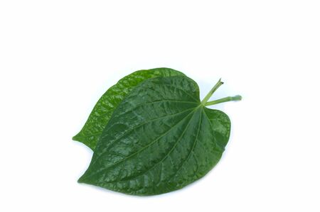 leaves with drops isolated on a white backgroundの写真素材