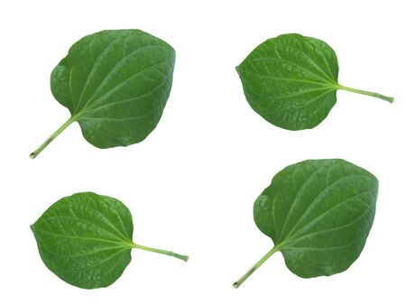 leaves with drops isolated on a white backgroundの写真素材