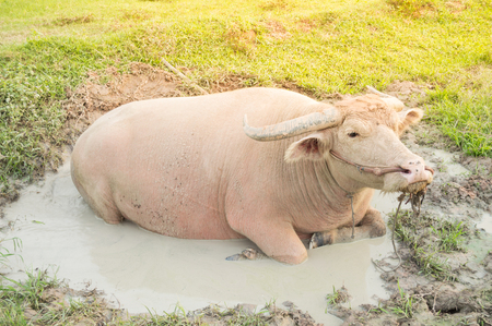 Image of albino buffalo a Soak the mud happy eye stretches in green pastures . With the sun in the evening.の写真素材